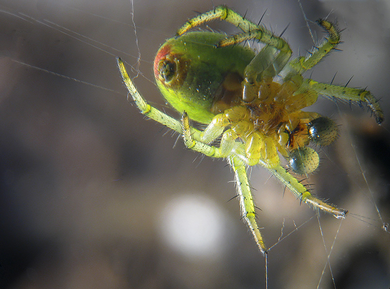 Araniella cucurbitina, maschio immaturo?.....Araniella sp. - Sumirago (VA)